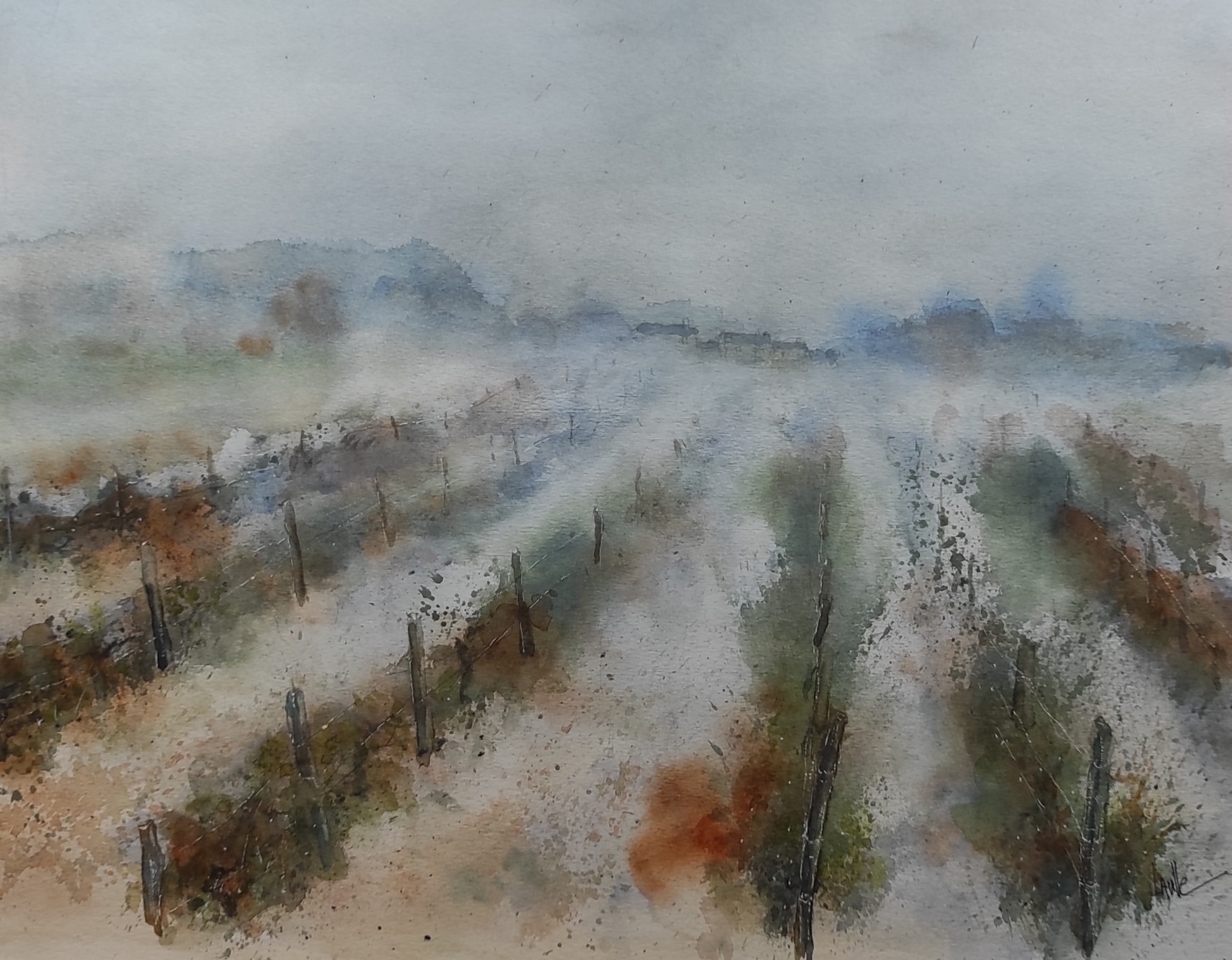 Brume dans les vignes 